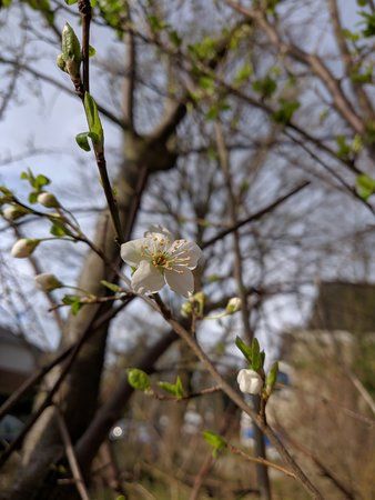 Es wird Frühling 02.jpg