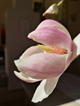 IMG_20190331_143301.jpg