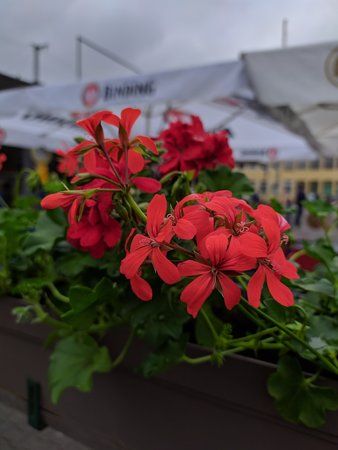 Blume GCam.jpg