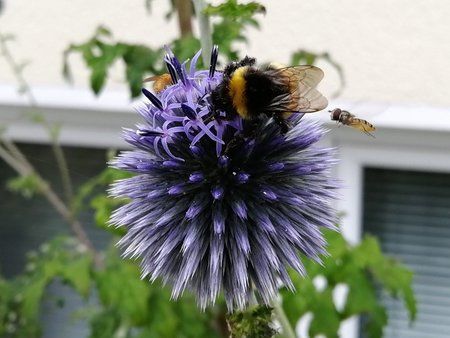 Hummel2.jpg