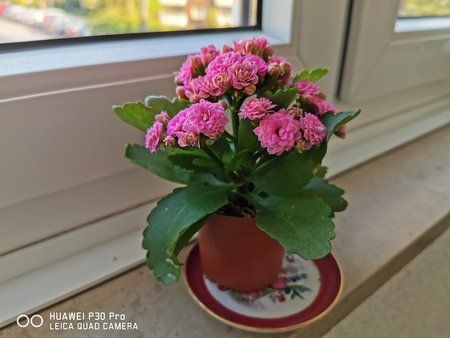IMG_20190421_084910.jpg