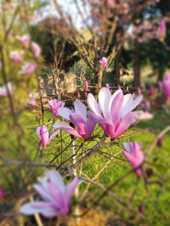 IMG_20190415_185354.jpg