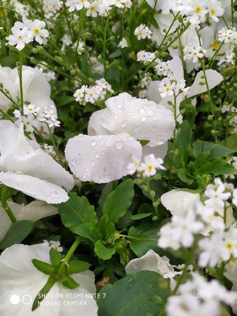 IMG_20190428_163139.jpg