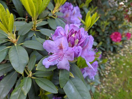 IMG_20190524_071625.jpg