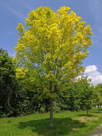 IMG_20190526_121958.jpg
