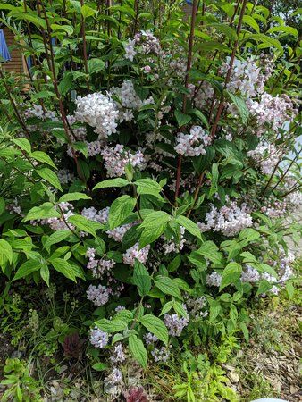 IMG_20190529_141025.jpg