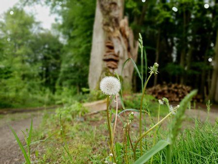 Dandelion.jpg