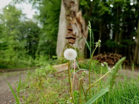 Dandelion.jpg