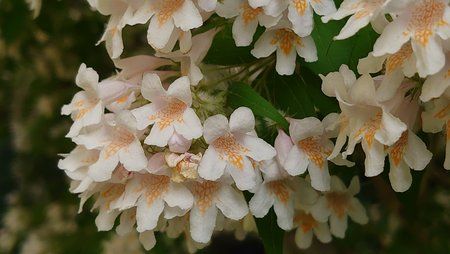 DSC_1159.JPG