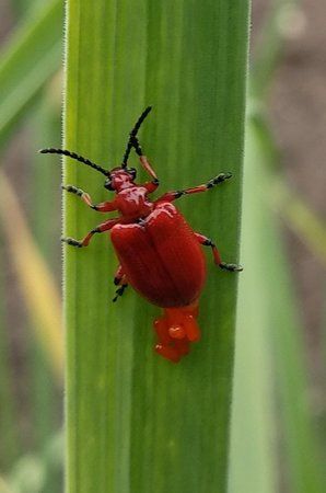 Maiglöckchenhähnchen IMG_20190522_141314~2.jpg