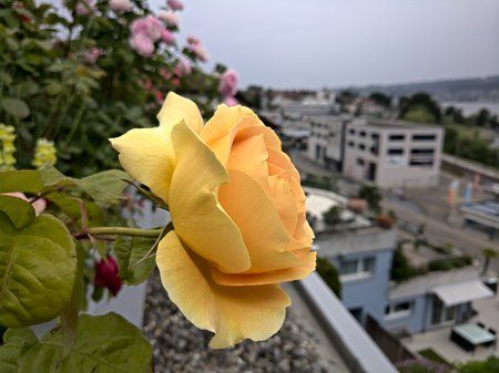 IMG_20190609_161221.jpg