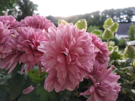 IMG_20190613_065451.jpg