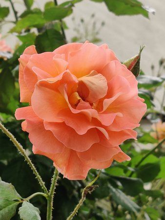 IMG_20190609_153744.jpg