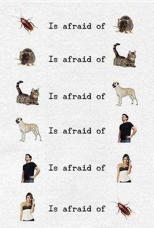 Is afraid of .jpg