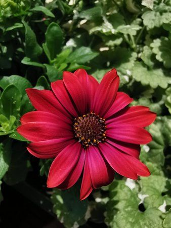 02- P30 Pro Makromodus.jpg