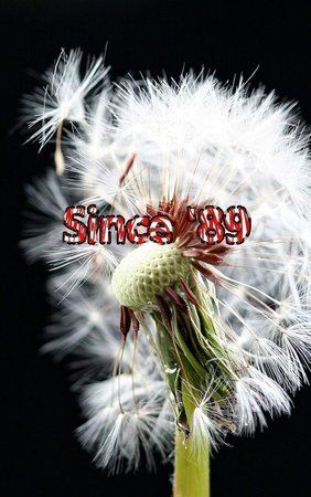 since.jpg