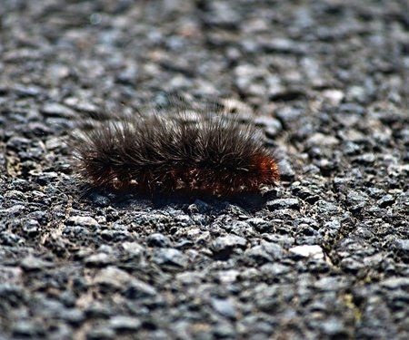 catapillar.jpg