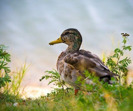 duck.jpg