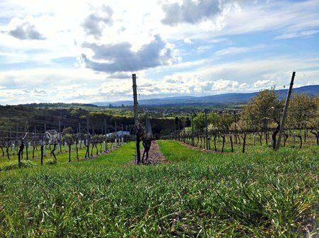 Rheingau.HDR.jpg