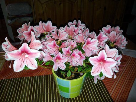 2012-04-18 16.56.24.jpg