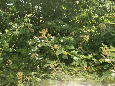 IMG_20190628_152448.jpg
