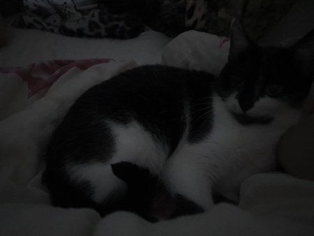 Katze s10p Auto.jpg