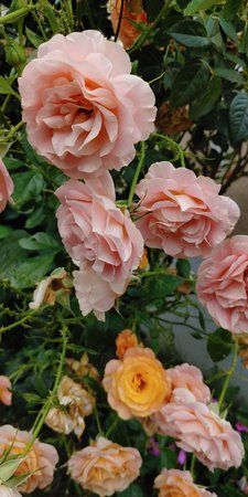 20190707_182614.jpg