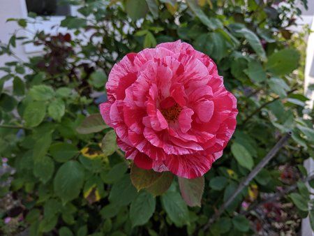 IMG_20190712_170909_1.jpg