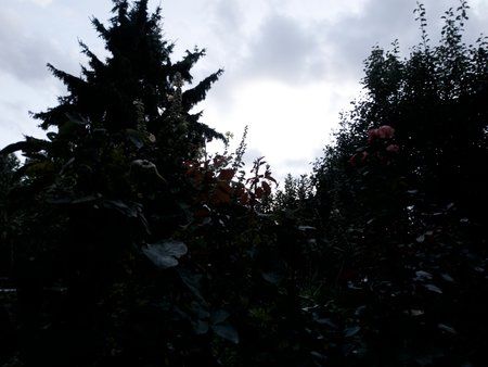 IMG_20190722_211041-02.jpeg