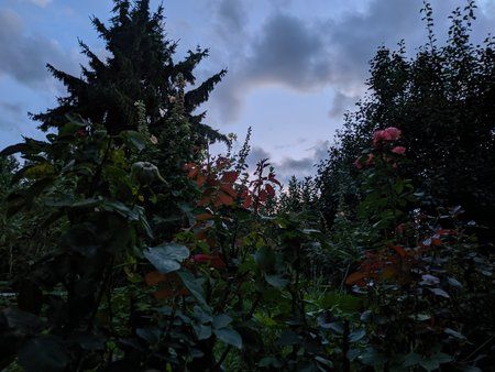 IMG_20190722_211041.jpg
