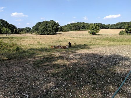 IMG_20190730_171355.jpg