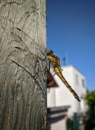 IMG_20190809_093513-01.jpeg