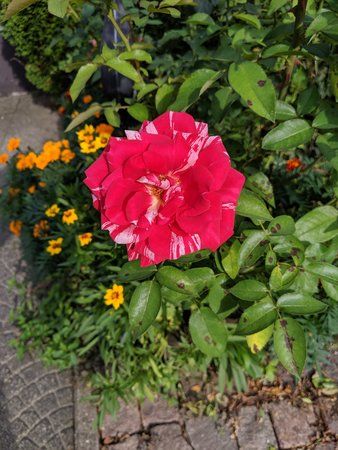 IMG_20190820_173852.jpg