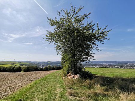IMG_20190822_134556.jpg