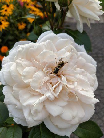IMG_20190822_191132.jpg