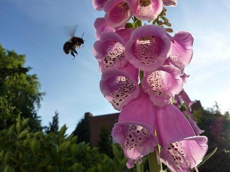 Hummelhummel.JPG