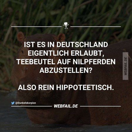 hippo.jpg
