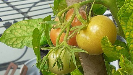 Tomaten_01.jpg