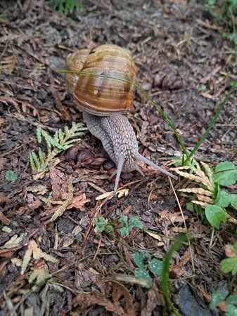 Schnecke.jpg