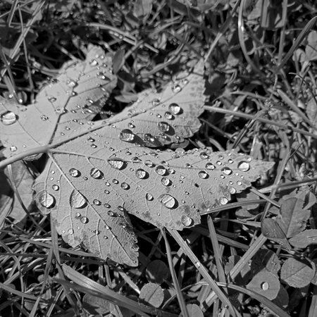 Wassertropfen.jpg