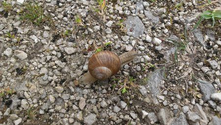 schnecke.jpg