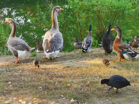 2019-08-25_Flohmarkt_in_Creutzwald-am-See_23.jpg