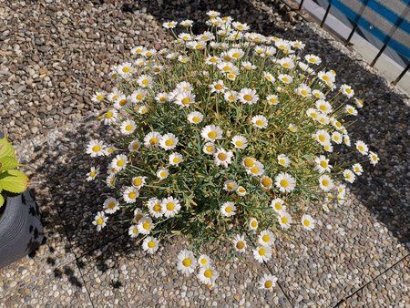 2019-06-16_Terrassenblumen-und-Pflanzen_06.jpg