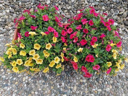 2019-06-16_Terrassenblumen-und-Pflanzen_08.jpg