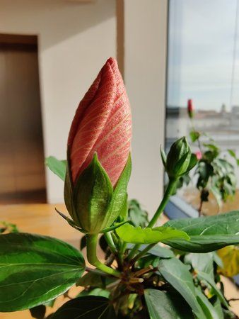 IMG_20191022_130532.jpg