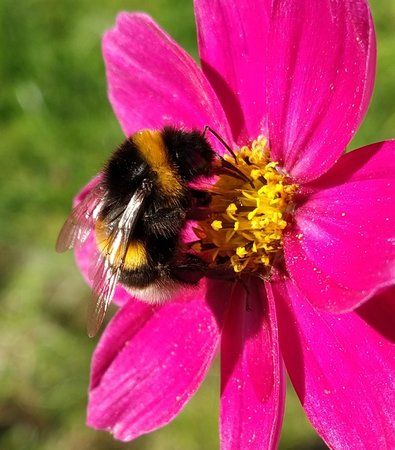 Hummel2.jpg
