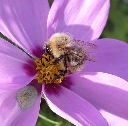 Hummel1.jpg