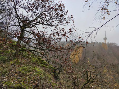 IMG_20191122_134457.jpg
