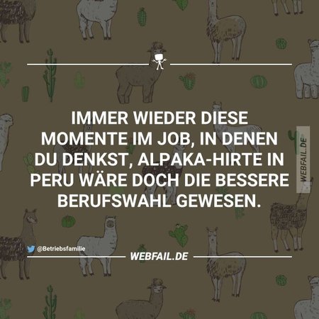 alpaka.jpg