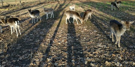 IMG_20191217_141351_1.jpg